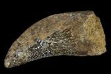 Tyrannosaur Tooth - Judith River Formation #128516-1